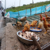 Hàng loạt khu vực ở Hà Nội sẽ không được chăn nuôi lợn, gà