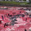 Hãi hùng cảnh tàn sát cá voi, nước biển chuyển màu máu