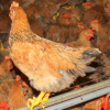 Bà Rịa - Vũng Tàu tiêu hủy hơn 10.000 con gà mắc cúm A/H5N6