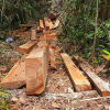Hàng chục cây rừng ở Quảng Nam bị đốn hạ vì 'dân xin gỗ về làm nhà'