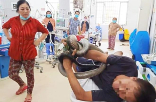 Người đàn ông ôm rắn vào bệnh viện cấp cứu: Liều mạng kiếm tiền nộp học cho con