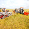 Đề nghị ưu tiên “luồng xanh” trong lưu thông lúa gạo