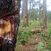 Khu rừng thông ba lá ở Lâm Đồng bị đầu độc