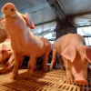 Trung Quốc phát hiện ổ dịch tả lợn châu Phi mới