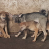 Hà Nội dự kiến cấm bán thịt chó ở các quận từ 2021