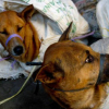 Dự định cấm thịt chó của chính phủ Indonesia