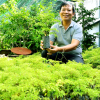 Lãi trăm triệu đồng nhờ trồng cây đinh lăng trong vườn nhà