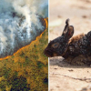 Cháy rừng Amazon đe dọa 265 loài động thực vật nguy cấp