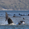 Hàng trăm cá voi mắc cạn tại đảo Tasmania của Australia
