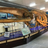 Viện Hải dương học Nha Trang – Kho tàng sinh vật biển lớn nhất Việt Nam