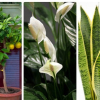 7 loại cây trồng trong nhà có lợi sức khỏe