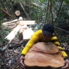 Vụ gỗ lậu ở Mang Yang: Hơn 50 cây rừng bị đốn hạ