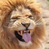 Kenya bắt người Việt sở hữu nhiều răng và móng vuốt sư tử