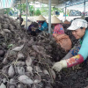 Trung Quốc ngừng mua, khoai lang thê thảm: Dân khóc trên đồng, tỉnh cầu cứu bộ