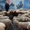 Cừu tràn ngập đường phố Madrid