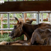 Đơn vị nào nhận nuôi đàn bò tót lai bị bỏ đói, gầy trơ xương ở Ninh Thuận?