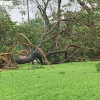 Gió rít liên hồi quật ngã hàng loạt cây xanh ở Đà Nẵng, Quảng Nam