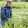 Gần 10.000 ha lúa ở miền Tây bị ngã do bão Usagi
