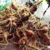 Chợ sâm Ngọc Linh thu gần 3,5 tỷ đồng khi bán 40kg sâm củ