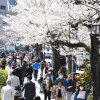 Nhật Bản hủy tiệc ngắm hoa anh đào năm 2020 do bị chỉ trích tốn kém