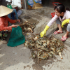 Tôm hùm ở Khánh Hòa chết hàng loạt, thiệt hại hơn 300 tỷ đồng