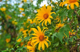 Tử vi hôm nay 6/12: Tuổi Mão lục đục tình cảm, tuổi Dậu có nhiều tin vui