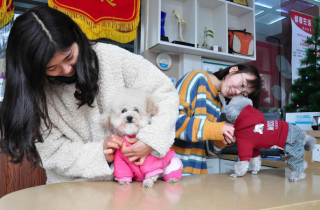 Người trẻ Trung Quốc thích nuôi chó hơn kết hôn