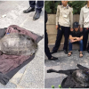 Rùa Hồ Gươm 15kg vừa bị câu trộm có phải hậu duệ của 