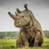 Tê giác trắng đực cuối cùng Sudan và nỗ lực cứu loài vật khỏi tuyệt chủng