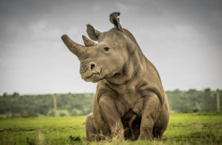 Tê giác trắng đực cuối cùng Sudan và nỗ lực cứu loài vật khỏi tuyệt chủng