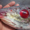 Bắt được “cá thây ma” kỳ dị với đôi mắt đỏ như máu