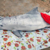 Đầu năm, cá voi và cá heo chết cùng trôi dạt vào biển Cửa Hiền