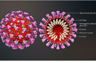Virus Covid-19 xâm nhập và làm người nhiễm tử vong theo cơ chế nào?