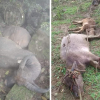 Hơn 1000 gia súc ở vùng cao Sơn La bị chết do rét đậm
