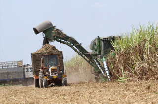 Cho phá sản hay tiếp tục “cho thở máy” hàng loạt nhà máy mía đường?