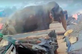 Đi tị nạn, 10 người Rohingya bị voi giết chết