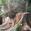 Phó chủ tịch Quảng Nam: Thấy rừng bị phá cảm giác như máu mình đổ xuống