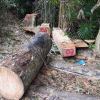 Quảng Nam: “Máu” rừng lại đổ