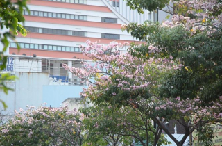 Hoa kèn hồng rực rỡ khoe sắc giữa lòng Sài Gòn \