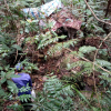 Phát hiện 1 thi thể đang phân hủy giữa rừng