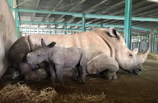 Giữa “tâm bão” dịch Covid-19, Vinpearl Safari chào đón bé tê giác mới chào đời với cái tên “Chiến thắng”.