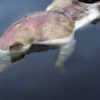 Mỹ: Phát hiện xác sinh vật “đầu lợn, tay người” ở hồ nước