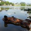 Nhiều xác lợn chết trôi trên sông ở Hà Nội