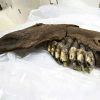 Phát hiện xương hàm voi răng mấu 34.000 năm tuổi ở Mỹ