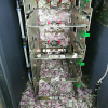 Chuột chui vào máy rút tiền ở Ấn Độ, cắn nát 18.000 USD