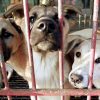Tòa Hàn Quốc phán quyết giết chó lấy thịt là phạm pháp
