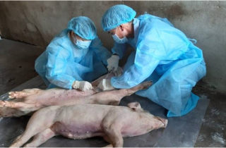 Đàn lợn hàng chục con mắc dịch tả châu Phi ở Long An