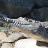 Cá sấu hé lộ điều kiện khí hậu Trái Đất hàng triệu năm trước