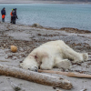 Tấn công nhân viên du lịch, gấu Bắc Cực bị bắn chết