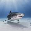 Cá mập có nguy cơ biến mất khỏi Địa Trung Hải